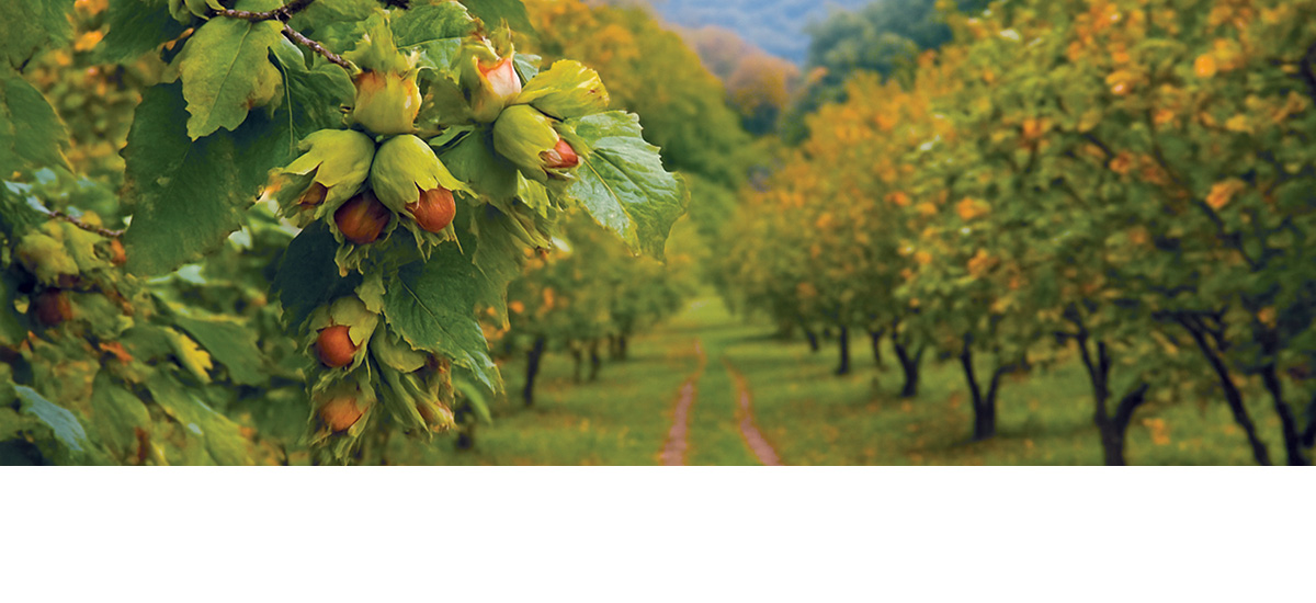 Prices grow as orchards wither in Georgia’s hazelnut sector