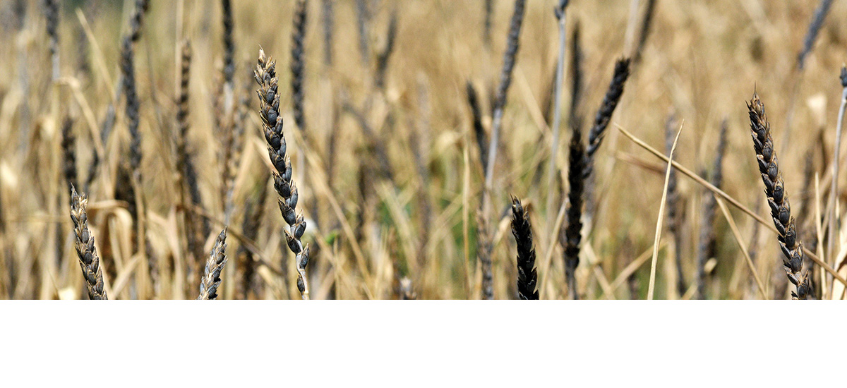 Ancient grains, new markets: Georgia’s heritage wheat opportunity