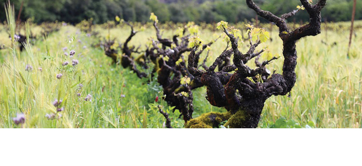 The vineyards time forgot: rediscovering Georgia’s living wine heritage